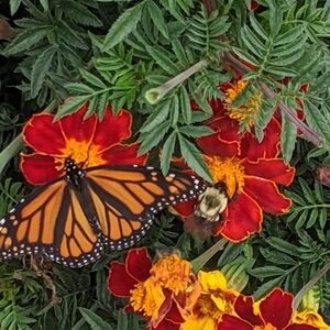 👸🏼Posh Ambassador II⭐!👸🏼